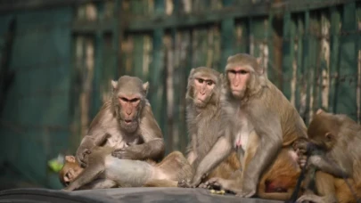 Texaslılar 43 binden fazla 'maymun komşu'ya savaş açtı