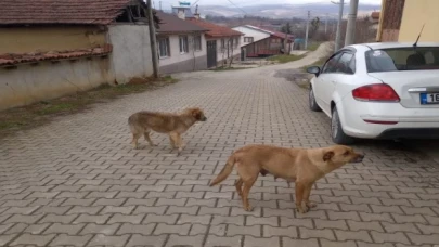 Bilecik’te evcil hayvan sahipleri uyarıldı