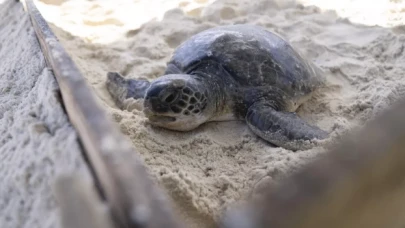 BM: Göçmen türlerin popülasyonu tehdit altında