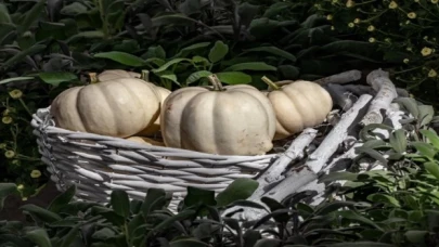 ’Hatay Beyaz Balkabağı’ coğrafi işarete kavuştu