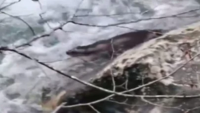 Kastamonu’da su samuru kayıt altına alındı