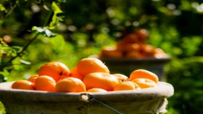 Narenciyede tarihi rekor! İhracatla dünyaya şifa dağıttık