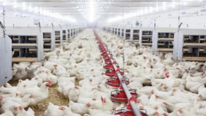 Tavuk yumurtası üretimi artarken, tavuk-hindi eti üretimi azaldı