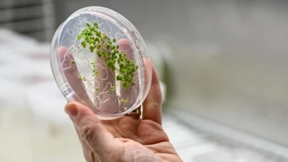 Uzaydaki "Extremophyte" deneyinin sonuçları belli oldu