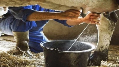 1 milyona yakın inek sütü toplandı