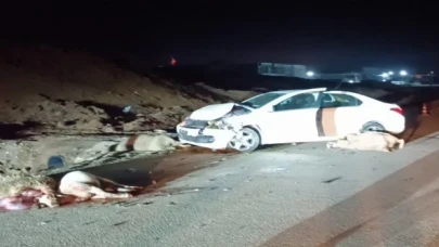 Bilecik’te hayvan sürüsüne çarptı! 6 koyun telef, çoban yaralı!