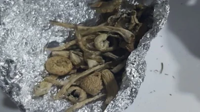 Bursa Mudanya’da ’Sihirli Mantar’a 1 gözaltı!