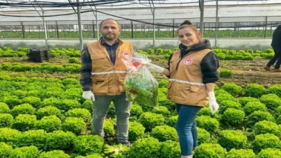 Bursa’da yaprağı yenen sebzelerde pestisit kontrolü