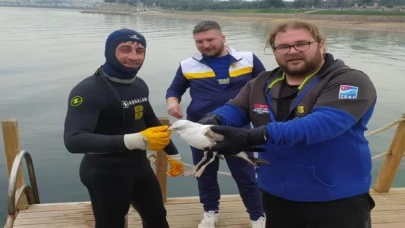 Dikkatli dalgıç martıyı kurtardı