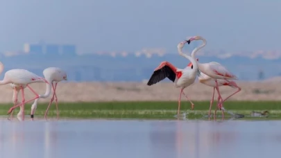 İzmir’in doğasını yok edecek seçim vaadine tepki!