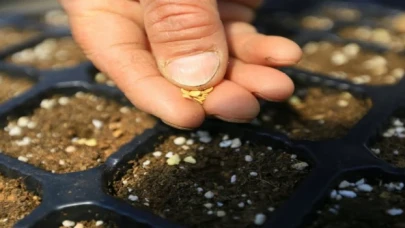 Muğla 9 yılda 19 milyon yerel tohum dağıttı