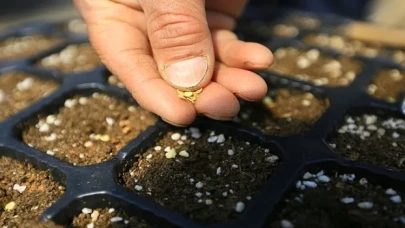 Muğla Büyükşehir 19 Milyon Yerel Tohum Dağıttı