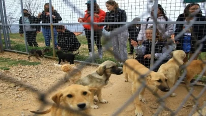 Muğla’da 3 bin 174 candostu sahiplendirdi