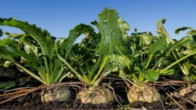 Tokatlı pancar çiftçisi öfkeli