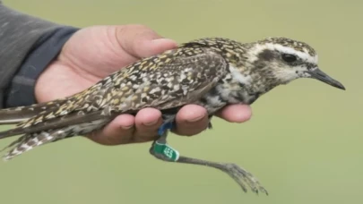 190 türden 24 bin kuş halkalandı