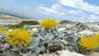 Bakan Yumaklı’dan kuraklığa dayanıklı bitki kullanımı için çağrı