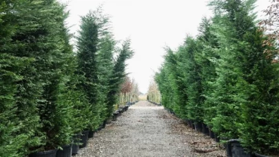 Başkent caddeleri ormana dönecek