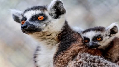 Doğal Yaşam Parkı, 23 Nisan’da ücretsiz olacak