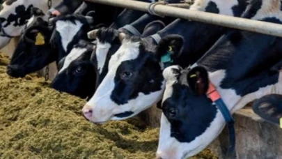 Egemen Ilgın’dan et fiyatlarına ilişkin değerlendirme