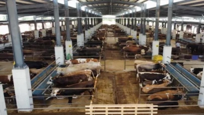 İnegöl Hayvan Pazarı 27 Mayıs’ta kapılarını açıyor