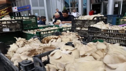 İzmit’te vatandaşlara istiridye mantarı dağıtıldı