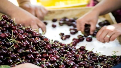 Kiraz ihracatında hedef 250 milyon dolar