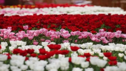 Lale bayramı başlıyor