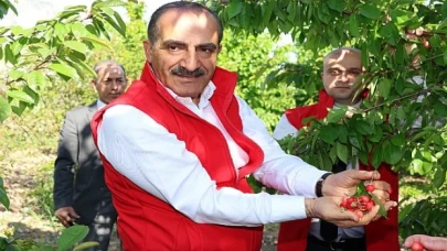 Milyonlarca kiraz ağacı ihracat rekoru kırmak için 1 hafta önceden meyvelerini verdi