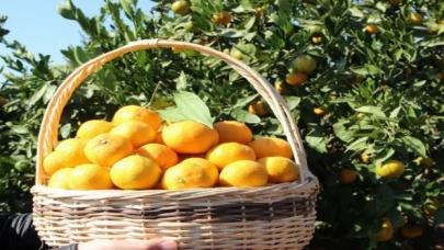 Narenciyeden ’yeşillenme’ ile mücadele çağrısı