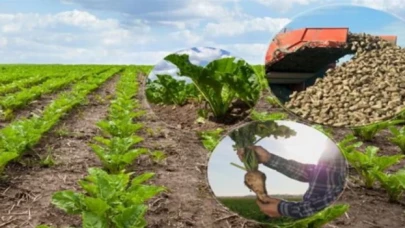 Yerli şeker pancarı tohumuna tescil!