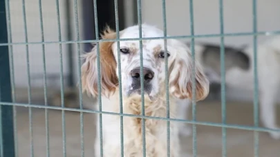 Aydın Büyükşehir Belediyesi, sokakta yaşayan can dostların her türlü ihtiyacını karşılıyor