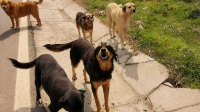 Bakan Yumaklı'dan sokak hayvanlarına ilişkin açıklama