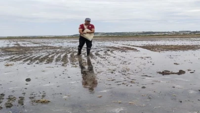 İpsala’da çeltik ekimi tamamlanıyor... Pirinç ihtiyacının yüzde 41’ini karşılayacak