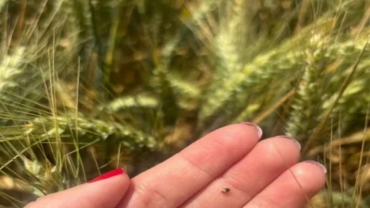 İpsalalı üreticilere buğdaylarda süne uyarısı!