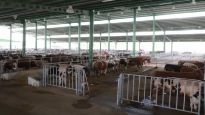 İzmit’te Modern Hayvan Pazarı’nda satışlar 27’sinde başlıyor