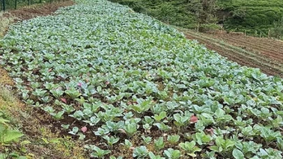 Karadeniz Ekonomisinin Görünmeyen Kahramanları
