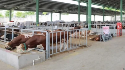 Kocaeli’de kurban satışı için ön kayıtlar başladı