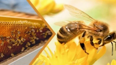 Kovan başı ilave destek geliyor