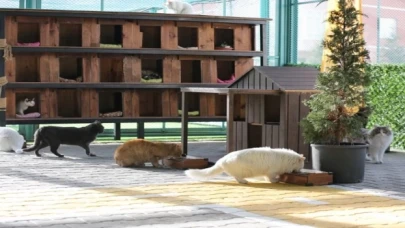 Küçük Dostlar Kedi Kasabası’na ziyaretçi akını