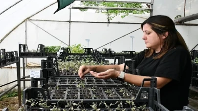 Lüleburgaz Belediyesi atalık tohumlardan fide yetiştirme çalışmalarını sürdürüyor