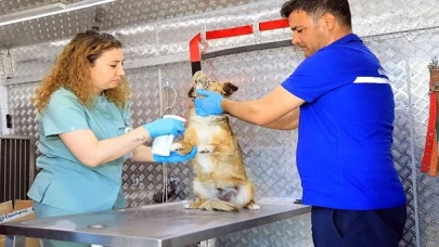 Muğla Büyükşehir Belediyesi’nin sahipsiz hayvanlara iç, dış parazit ve kuduz aşıları yapılması için hizmete aldığı Acil müdahale aracı ilçelerde hizmete başladı