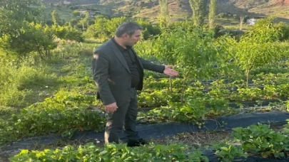 Sason Belediye Başkanı Demir, dolu yağışının vurduğu Çilek tarlalarını gezdi