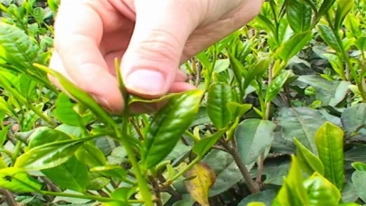 Tomurcuk çay alım fiyatı belli oldu