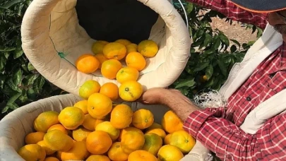 Türk narenciye sektörü, Irak’ı yakınlaştırdı ve yüzde 399’luk ihracat artış rekoru kırdı