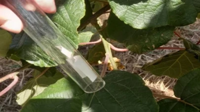 6 bin Samuray Arısı Bursa’da doğaya salındı