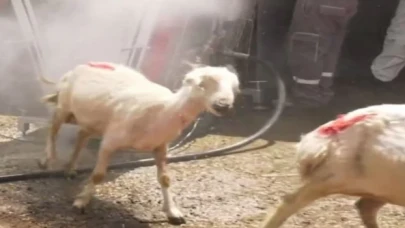 Ankara’nın kırsalındaki küçükbaş hayvanları Büyükşehir yıkıyor