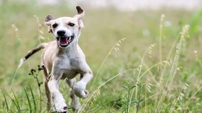 Antalya Büyükşehir Bakım Evi’nde  sokak hayvanları güvende