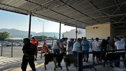 Büyükşehir Mezbahaları Kurban Bayramı’na Hazır