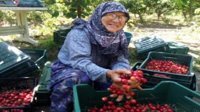 Çeribaşı Kiraz Hasat Şenliği bugün yapılacak
