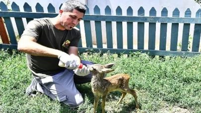 Doğal Yaşam Parkı’nın sevimli misafiri biberonla besleniyor